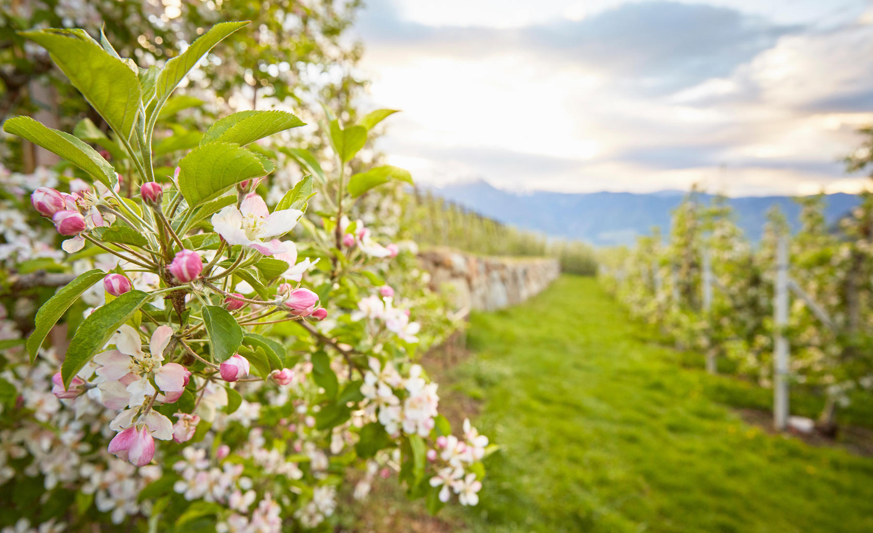Apelblüte Südtirol